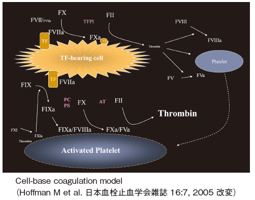 血液凝固第VII 因子欠乏・異常症の分子病態の解析