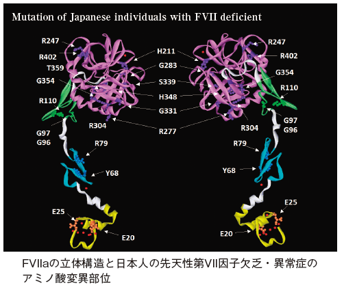 血液凝固第VII 因子欠乏・異常症の分子病態の解析