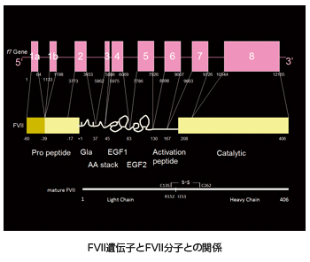 血液凝固第VII 因子欠乏・異常症の分子病態の解析