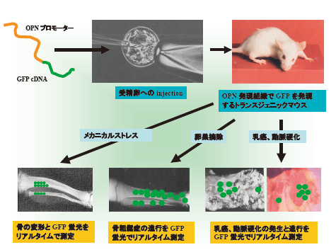 発生工学的手法を用いたオステオポンチンの機能解析