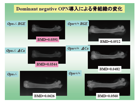 発生工学的手法を用いたオステオポンチンの機能解析