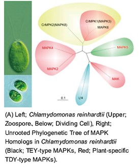 微細緑藻における細胞内情報伝達系の解析