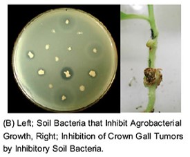 植物根頭がんしゅ病抑制細菌の機能解析