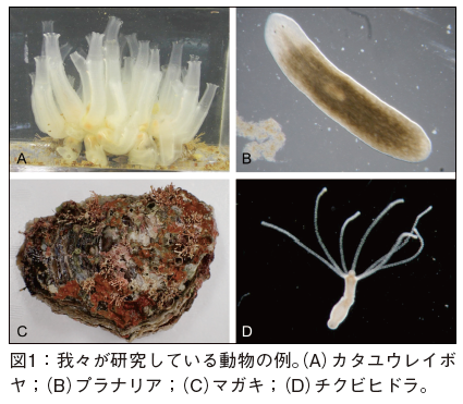 ホヤの発生に対するPAH 類の影響の解析