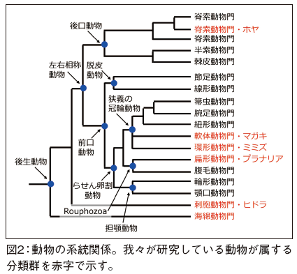 ホヤの発生に対するPAH 類の影響の解析