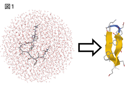 拡張アンサンブル法による蛋白質の折れ畳みシミュレーション