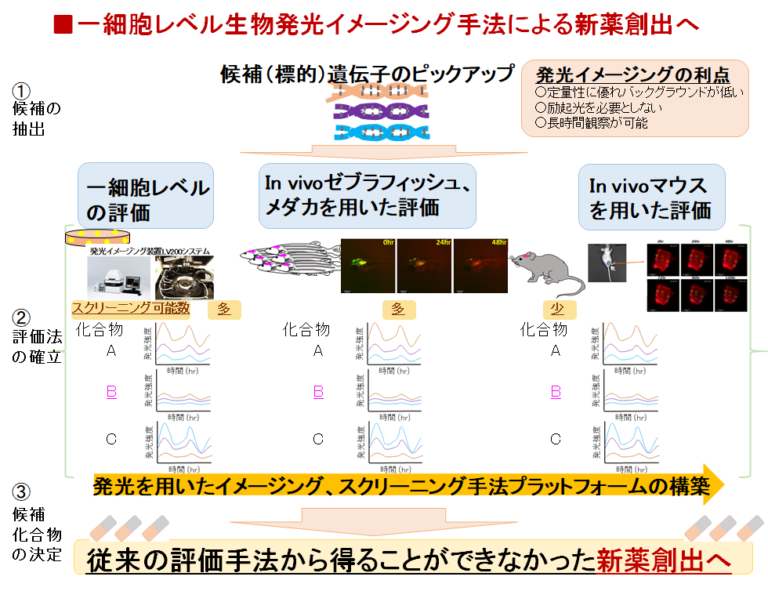 小型魚類および生物発光を用いた新たな薬剤評価系およびスクリーニングプラットフォームの構築