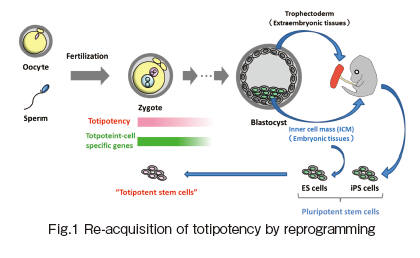 受精後の全能性再獲得の分子機構