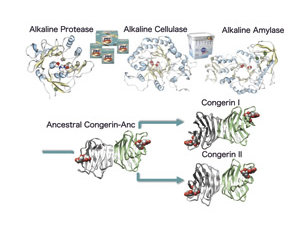 産業用酵素・祖先型タンパク質などの構造解析研究