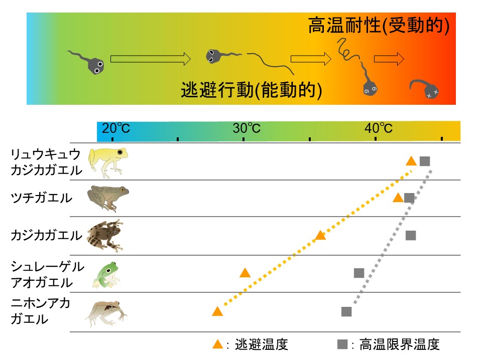 異なる環境に生息する動物種の温度応答行動の比較解析