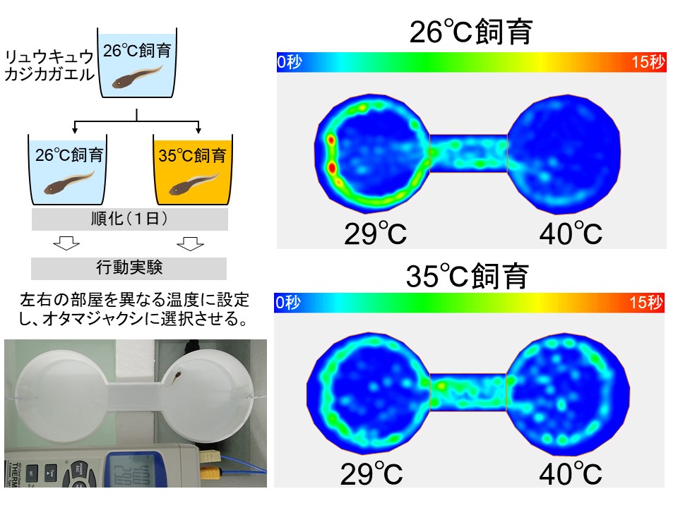 温度応答行動の可塑性の分子基盤の解明