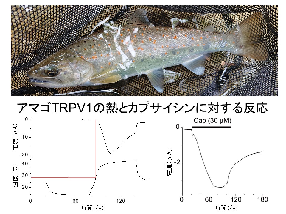 ゲノム重複を経験したサケ科魚類の温度受容機構の解析