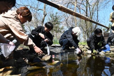 未来へつなぐ命のリレー ヤマトサンショウウオの卵を新保護池へ移動